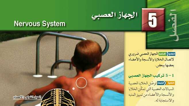 حل الجهاز العصبي مادة الأحياء 2 ثاني ثانوي